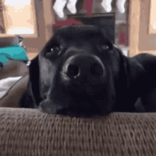 Shocked Dog GIF - Shocked Dog Pet GIFs