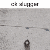 a black and white photo of an owl with a caption that says ok slugger