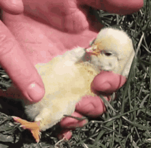 Baby Chick GIF - Baby Chick Massage GIFs