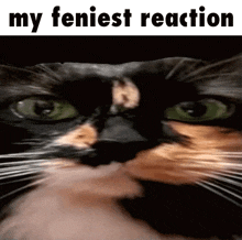 My Honest Reaction Bebey Fenya Feniest Cat Meme Ifunnt Caption GIF