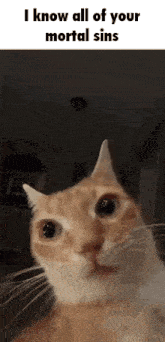 Cat Orange Cat GIF - Cat Orange Cat Stare GIFs