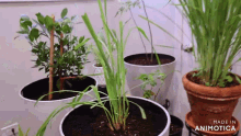 a bunch of potted plants with the words made in animotica
