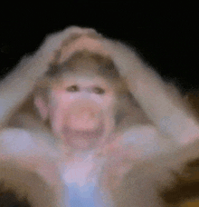 a blurry picture of a monkey making a face with its hands on its head .