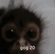 Gog Funny Monke GIF - Gog Funny Monke Monkey GIFs