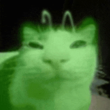 a close up of a green cat 's face in a dark room .