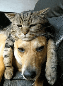 a cat and a dog are laying on a couch together