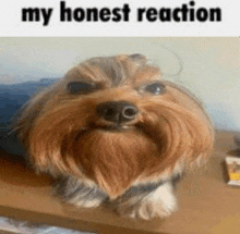 a small dog with a beard is sitting on a wooden table and smiling .