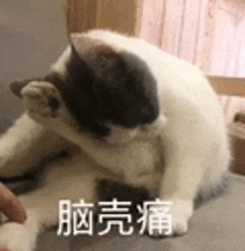 a black and white cat is laying on a couch and scratching itself .