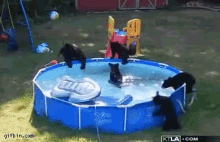Bear Pool Party GIF
