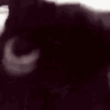 Parkinson Cat Cat Parkinson GIF