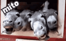 a group of donkeys are sticking their heads out of a box with the word mito above them .