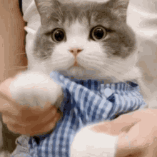 Cute Cat Cute GIF - Cute Cat Cute Cat GIFs