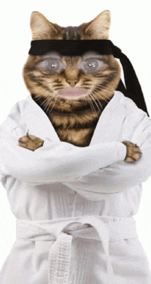 Morning Cat GIF - Morning Cat Karate GIFs