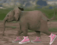 Running Elephant GIF - Running Elephant Sneakers GIFs