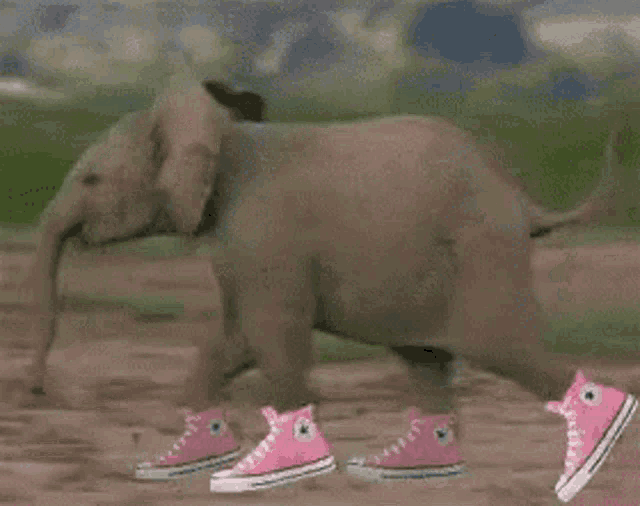 Running Elephant GIF Running Elephant Sneakers Discover Share GIFs