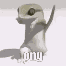 Ong Lizard Gc Ong Lizard GIF - Ong Lizard Gc Ong Lizard Ong GIFs