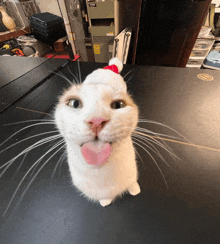Cat Lick GIF - Cat Lick Tongue GIFs