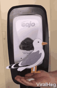 Seagulls Wash GIF