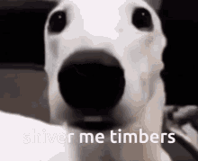 Shiver Me Timbers Macksville High School GIF - Shiver Me Timbers Macksville High School Scared Dog GIFs
