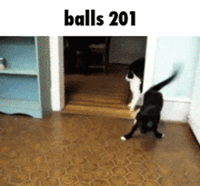 a black and white cat is standing in a doorway with the caption balls 201