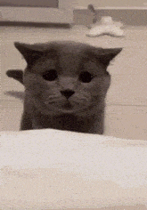 Cat Meow Sad GIF - Cat Meow Sad GIFs