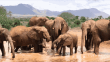 Elephants Baby GIF - Elephants Elephant Baby GIFs