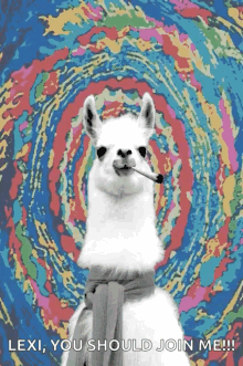 Llama Lexi You Should Join Me GIF - Llama Lexi You Should Join Me Smoking GIFs