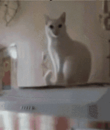 a white cat sitting on top of a white box that says ' a ' on it