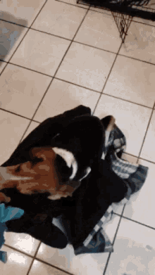 Perro Beagle GIF - Perro Beagle Playing GIFs