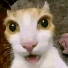 a close up of a cat with its mouth open looking at the camera .