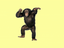 a chimpanzee sitting on a yellow background
