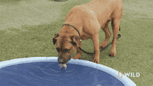 Thirsty National Geographic GIF - Thirsty National Geographic Building A Fearful Dogs Confidence GIFs