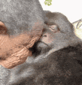 a close up of a monkey kissing a man 's face
