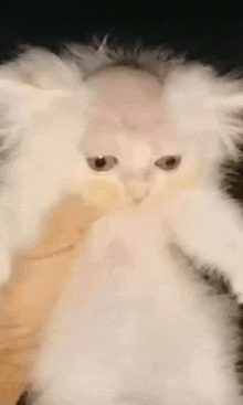 a close up of a white cat with a bald head .