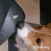 Reaching The Chip Dog GIF - Reaching The Chip Dog Viralhog GIFs