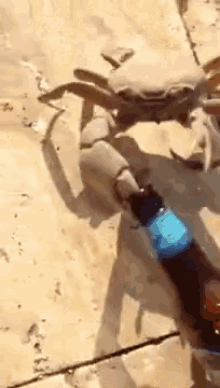 crab drunk beer bottle steal