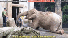 Elephant In The Zoo 大象下班前要食物吃 GIF