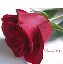 a close up of a red rose with the words friends written below it