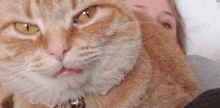 Cat Love Ugly Cat GIF - Cat Love Ugly Cat Stink Face Cat GIFs