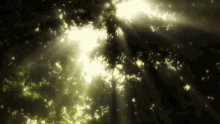 the sun shines through the trees and leaves