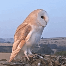 What Was That Barn Owl GIF - What Was That Barn Owl Robert E Fuller GIFs