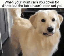 Dog Dinner Meme GIF - Dog Dinner Meme When Your Mum Meme GIFs
