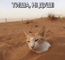 a cat is sticking its head out of a hole in the sand with a caption that says " tisha hi dushi "