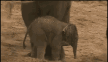 Elephant Baby GIF - Elephant Baby Kicked GIFs