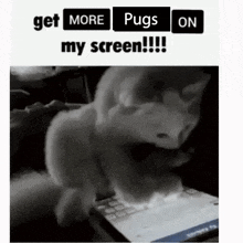 a black and white photo of a cat eating a keyboard .