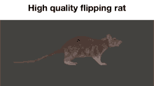 High Quality Horizontally Flipping Rat Spinning Rat GIF - High Quality Horizontally Flipping Rat Spinning Rat Flipping Rat GIFs