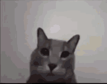 кот среднийпалец GIF - кот среднийпалец фак GIFs