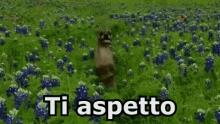 Ti Aspetto Muoviti Fa Presto Fai Presto Cane Che Salta GIF - I Wait For You Hurry Up Dog Jumping GIFs