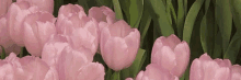 Tulip Header GIF - Tulip Header GIFs