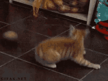 Cat Attack GIF - Cat Attack Too Excited GIFs